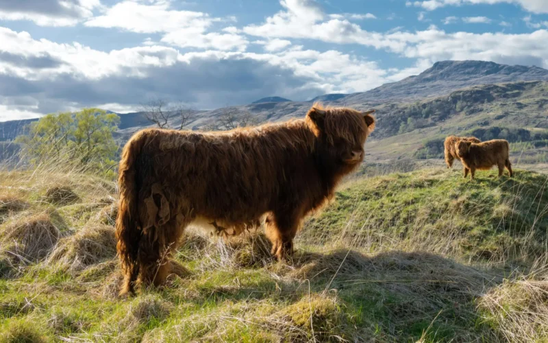 Farming and Water Scotland