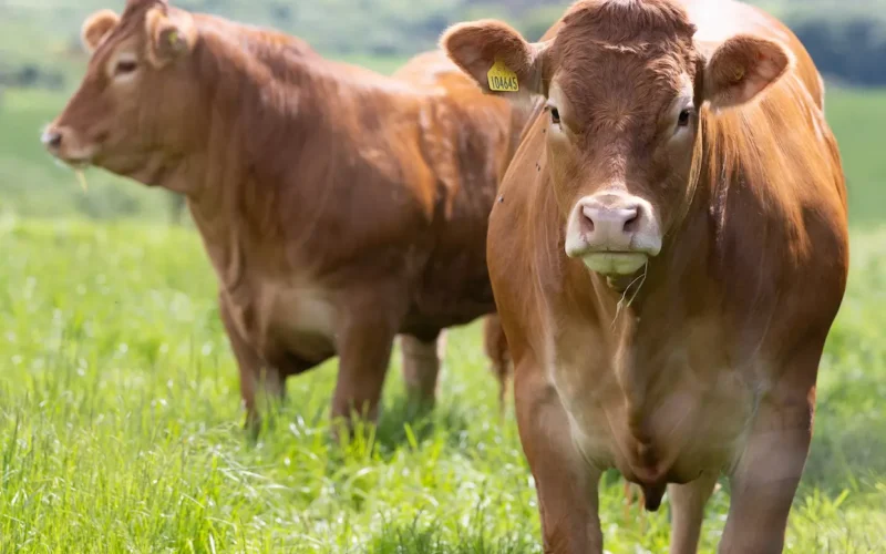 Farming and Water Scotland