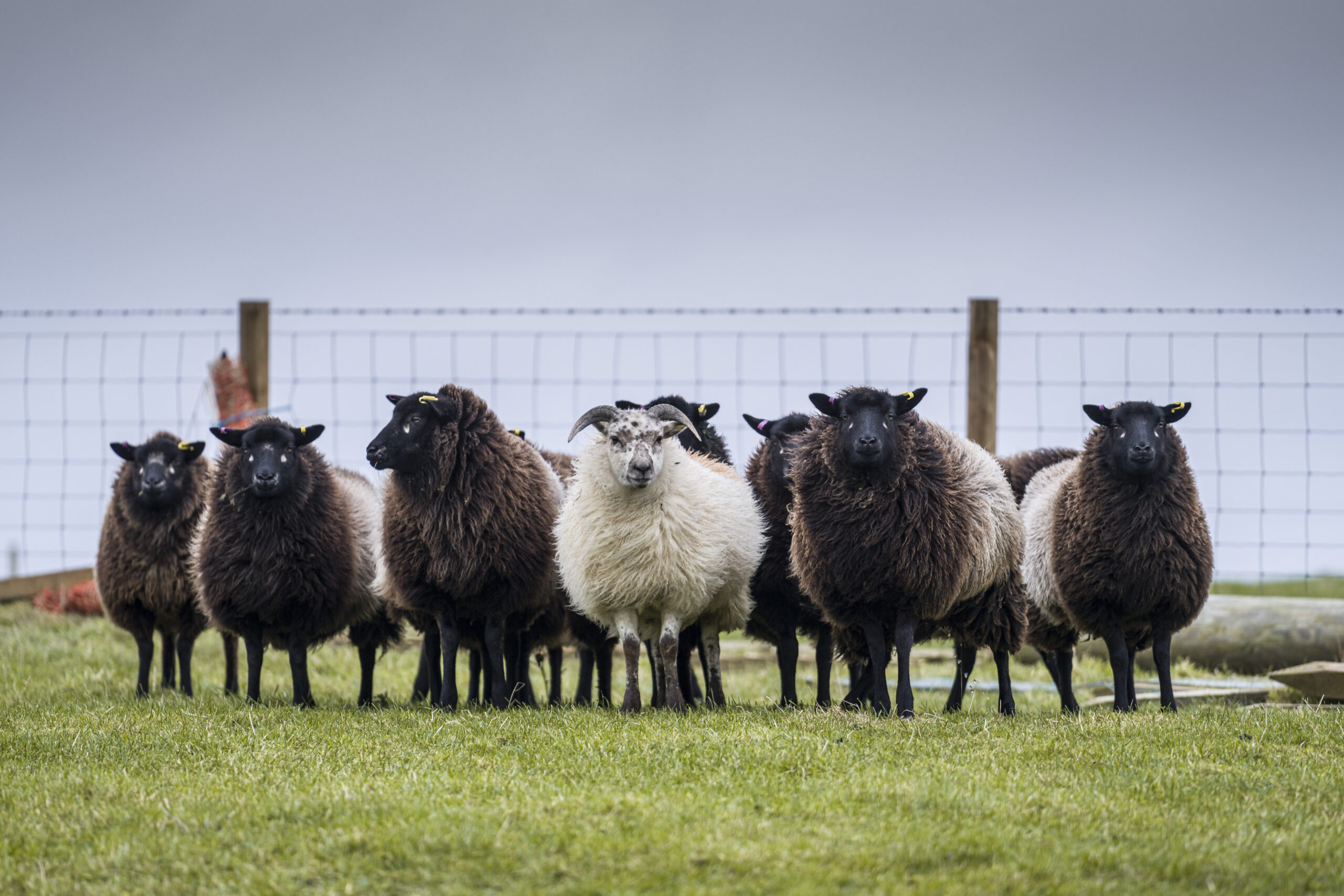 Sheep Scab: Right way to dip sheep - Farming and Water Scotland