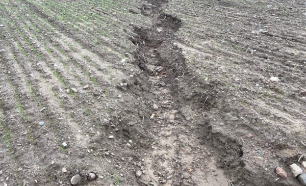 An establishing arable crop with a large gully carved into the soil from heavy rainfall, causing severe soil erosion.