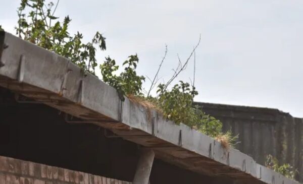 A shed roof with weeds growing out of blocked guttering