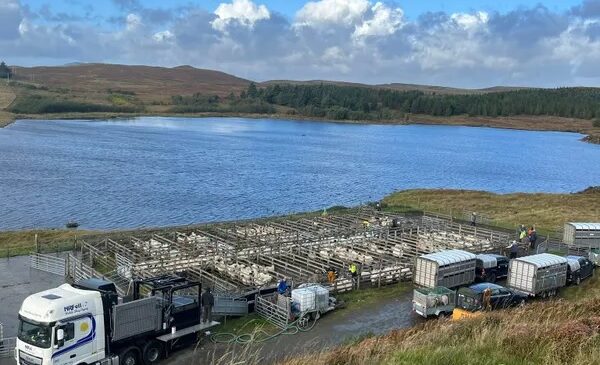 A rural scene with a loch in the background, and in the foreground a mobile sheep dipper parked in front of pens of sheep with farm vehicles parked nearby. Photo is Photo supplied by and copyright registered to ©Neil Fell https://mobilesheepdipping.co.uk/