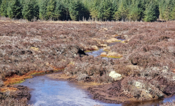 An area of heather with a moorland pond and coniferous forest in the background