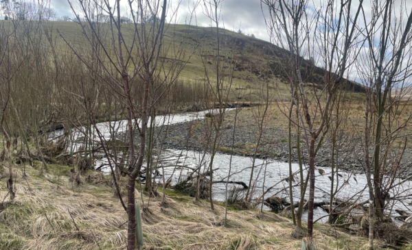 A meandering river with riparian trees planted along the riverbank.